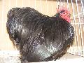 fekete trpe cochin kakas